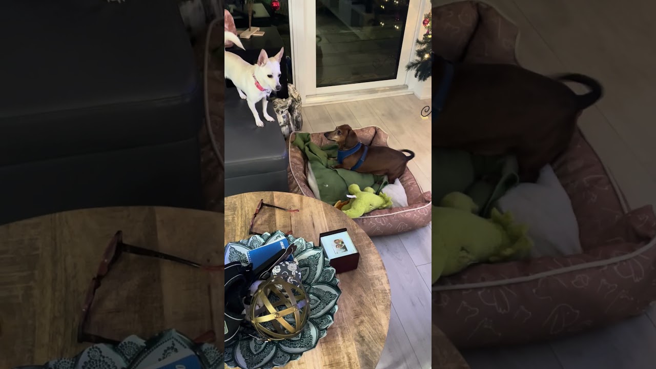 Enlarge Aurora, a Adoptable mixed breed in North Vancouver, BC video 6/6