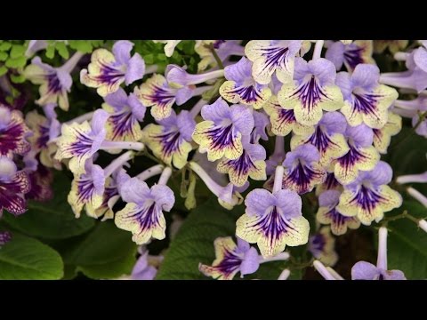 , title : 'How to care for Streptocarpus | Grow at Home | Royal Horticultural Society'