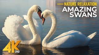 Relaxing 4K Birdwatching – Swans, Ducks & Other Water Birds by a Summer River in Ukraine