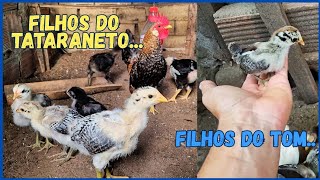Mostrando os Filhos do TOM, do TATARANETO   e alguns GARNIZÉS 