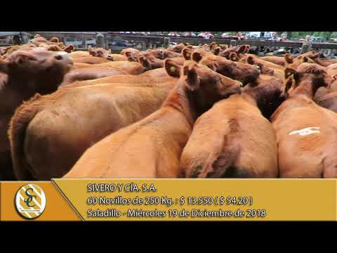 19-12-18 Venta de Machos - Sivero y Cía. S.A. - Saladillo