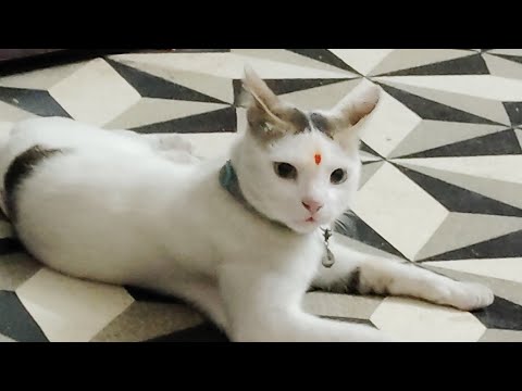 My cat is so sick, everyone will pray for him, i don't know what happened😥😥