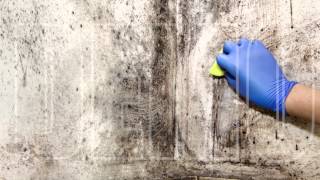 Mold Remediation