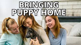 Bringing Home New Puppy-- First Day, First Night and Checklist