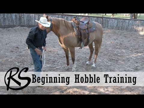 YouTube video about: How to hobble train a horse?