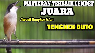 Download lagu MASTERAN BURUNG CENDET GACOR ISIAN TENGKEK BUTO DIJAMIN LANGSUNG NYAUT mp3