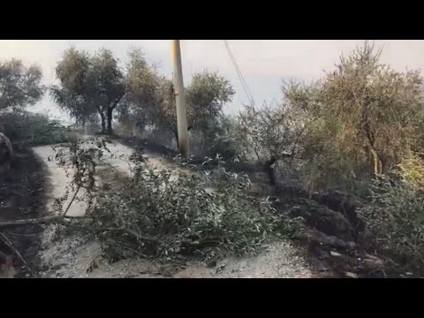 Incendio Monte Serra, il viaggio nel bosco devastato dalle fiamme