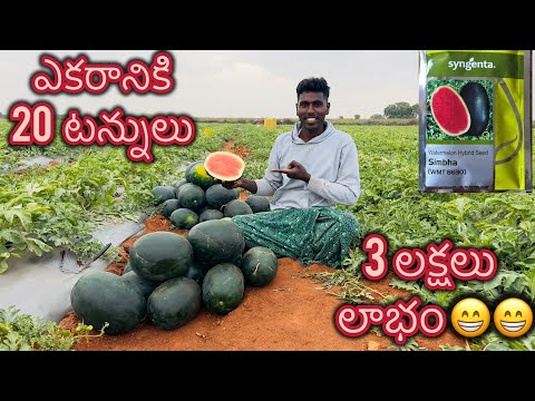 Syngenta వారి 🍉 Simbha తో చలి కాలం లో కూడా ఎకరానికి 20 టన్నులు దిగుబడి తీసిన రైతు