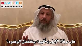 389 - هل مرقة الإبل وحليبه ينقضان الوضوء؟ - عثمان الخميس