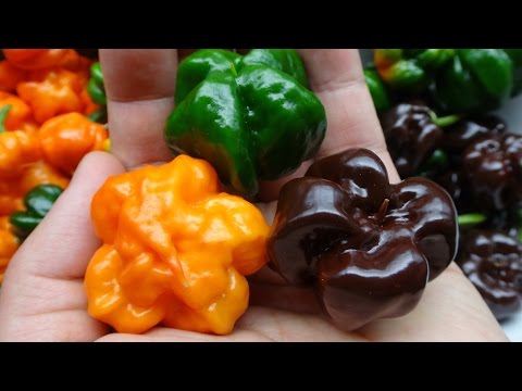 2015 Super Hot Peppers Growing Season - Ep. 09: Harvesting Fruits Video