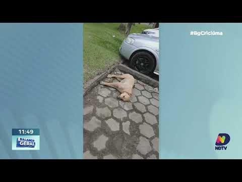 Casos de maus-tratos a cães em Meleiro preocupam voluntários