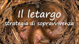 Il letargo: una strategia di sopravvivenza
