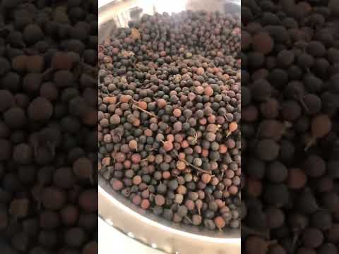 Vaividang - Embelia Ribes - Baibirang
