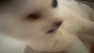 おはようちゃん