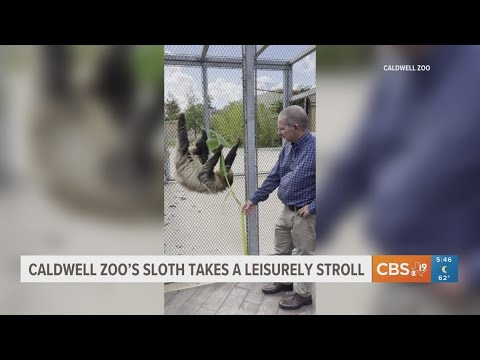 Caldwell Zoo's sloth takes leisure stroll - YouTube