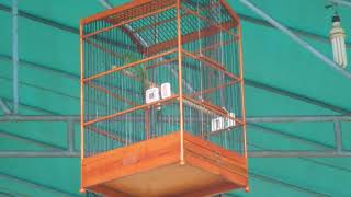 CUCAK HIJAU JUARA 1 DI RAB ATS RABU CERIA DIBANDROL Rp 25 JUTA. HP. 081317803032