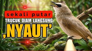 Download lagu Suara Burung Trucuk Gacor Ropel Syahdu Alarm Subuh Untuk Masteran Trucukan Anda mp3