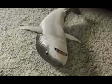 Shark toy - is that toy fish real