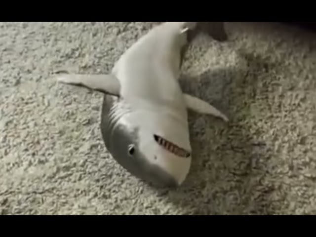 Shark toy - is that toy fish real