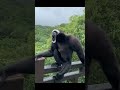 Sound of a Howler monkey.