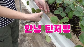 탄저병을 이겨내는 자연이팜 딸기
