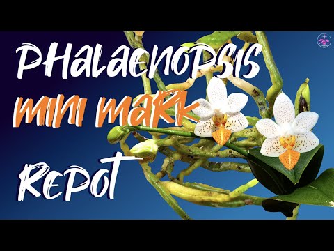 Repotting Phalaenopsis Mini Mark | How to Repot any Phalaenopsis Orchid 😅 TUTORIAL #ninjaorchids