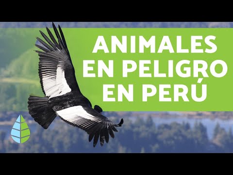 8 Endangered Animals in Peru - Names and Facts (2019)
