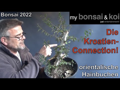 Bonsai 2022-58 - orientalische Hainbuche - Die Kroatien-Connection