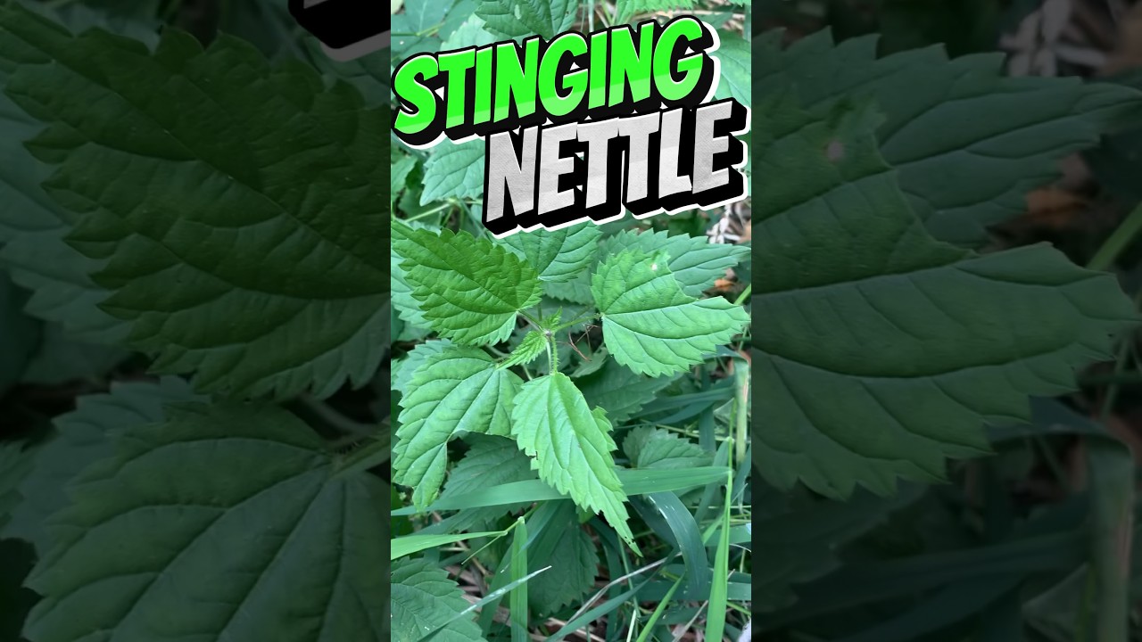 Watch Out for Stinging Nettle!! #youtubeshorts