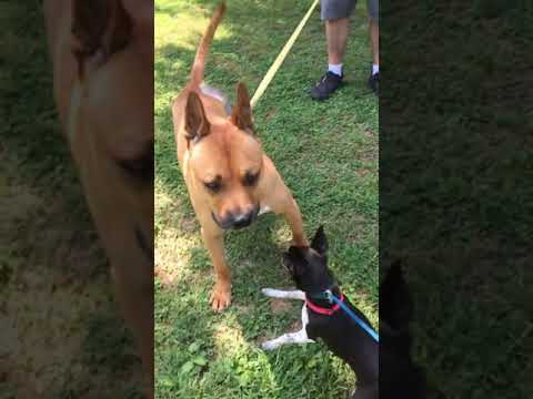 Squirt, an adopted Boxer & Shepherd Mix in Conover, NC_image-1