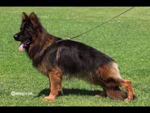 #BSZS2022 - Mongrif Legacy - LSH