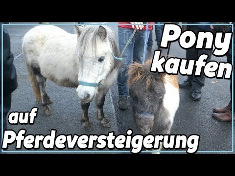 Pony kauf - auf der Pferdeversteigerung