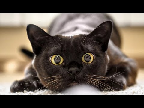 Cats Might Bite You When You Pet Them. Here's Why