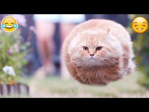 cute funny video 🤣 cute dog and cat videos #cat #dog 😂 #4
