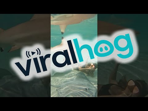 Swimming With Blacktip Sharks and Stingrays || ViralHog