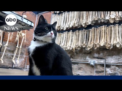 Cat lands museum security job