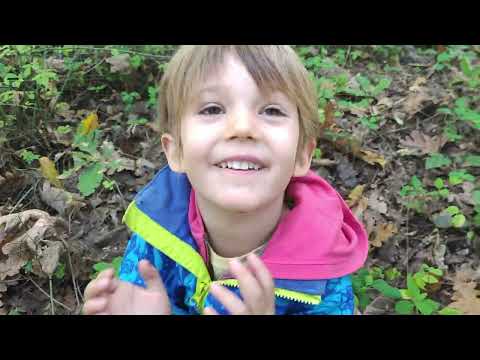 Ekspert (od 4 god.) na terenu: lisičarke, crne trube, sunčanice