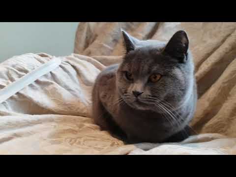 Taru the British shorthair cat gets bored
