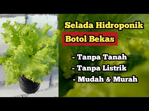 , title : 'Cara Menanam Selada di Botol Bekas | How to grow lettuce in used bottles'