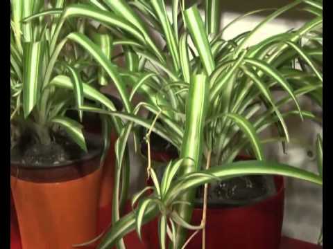 AKCIJSKA PRODAJA SAKSIJSKOG CVEĆA