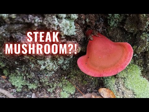 This Rare Mushroom Tastes like Steak?! Foraging and Campfire Cooking