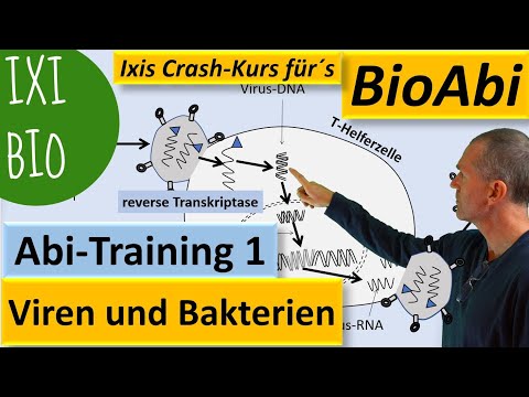 Viren und Bakterien - lysogener lytischer Zyklus - Anwendung - Biologie Abitur - Training Bio Abi