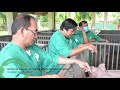 IMPRESSIONS National Course On Swine Artificial Insemination 2017