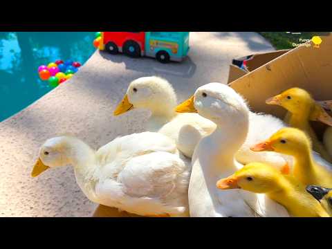 La piscine / le matin frais pour de drôles de canetons, oisons et canards vidéo satisfaisante
