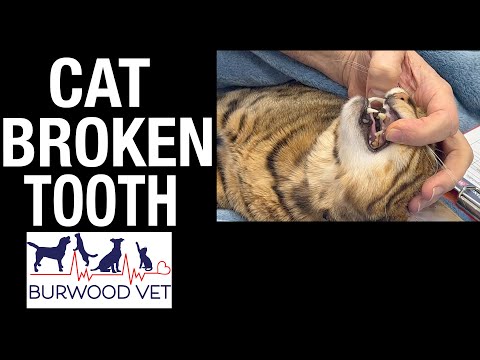 Cat dental - this poor Bengal cat broke a tooth!
