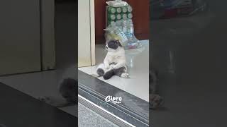 Este gatito está aburrido #viralvideo