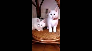 Funny Animals Video Compilation to laugh - Part 1