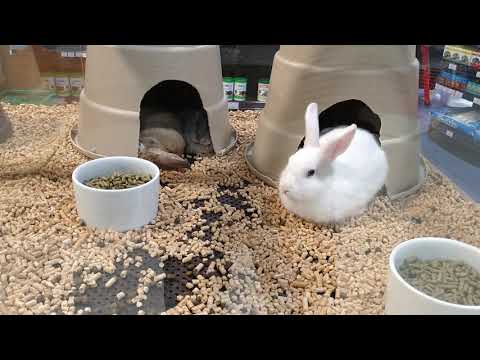 OS BICHINHOS NO SHOPPING JARDIM NORTE....PARTE2