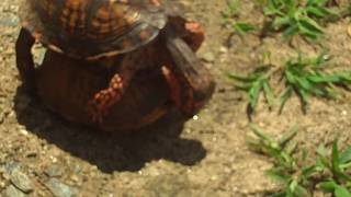 preview picture of video '2 turtles fighting 2 rednecks comentary'