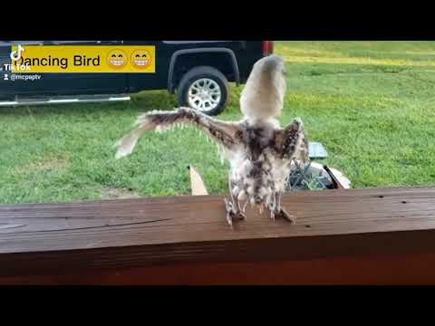 dancing chicken.😃😃✌️✌️✌️